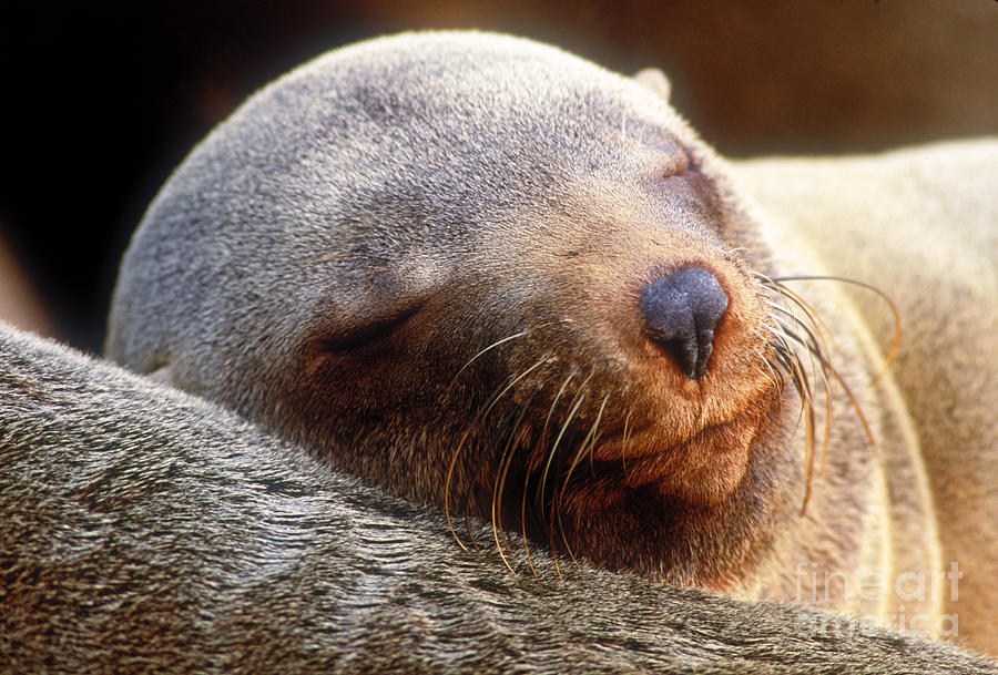 Dozing Cape Fur Seal Photograph by Art Wolfe