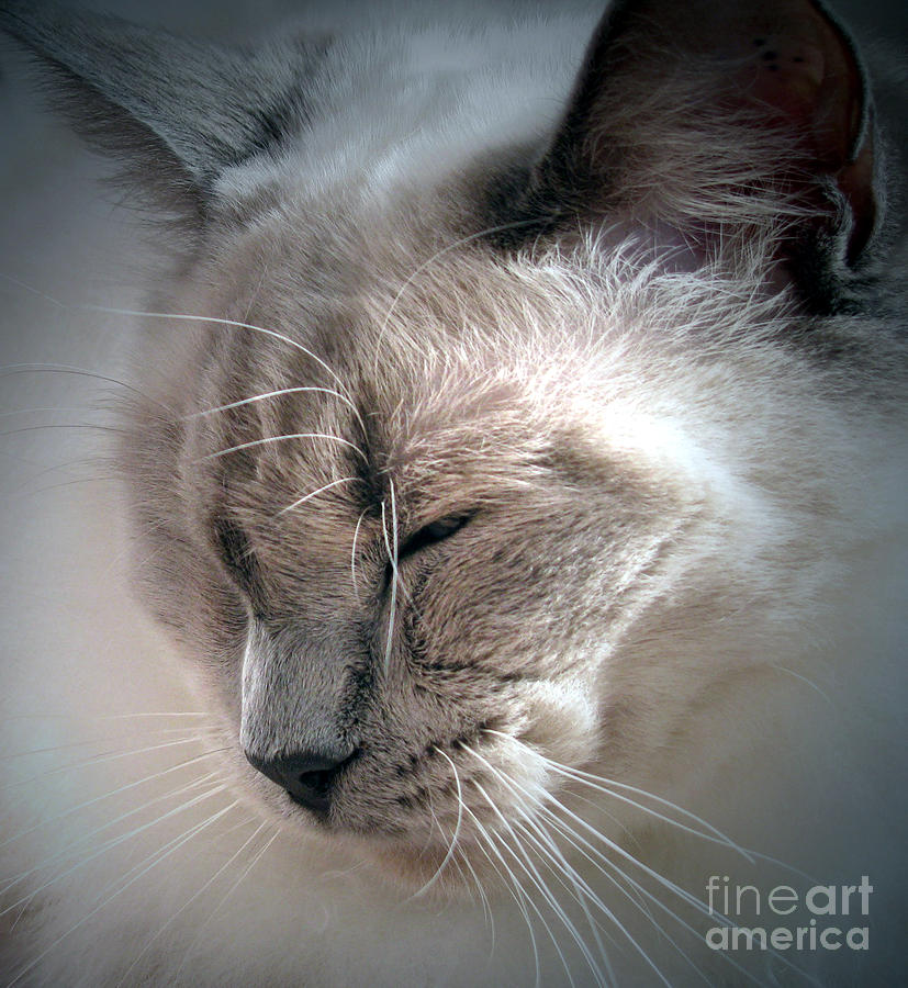 Cat Photograph - Dozing in the sun by Amber Nissen