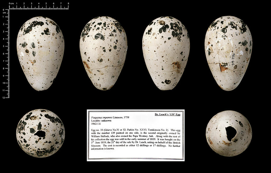 Dr Leach's '139' Great Auk Egg Photograph by Natural History Museum ...