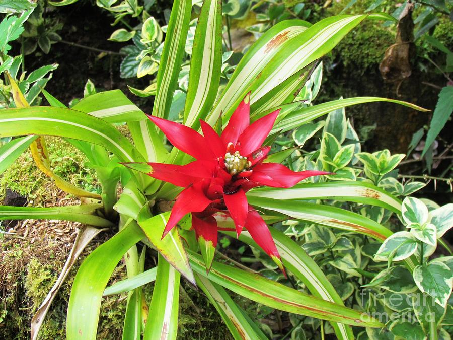 Dracula Flower Photograph by Ted Pollard - Fine Art America