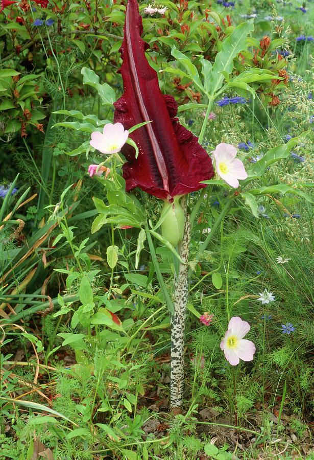 Dracunculus Vulgaris Photograph By Brian Gadsby Science Photo Library Fine Art America