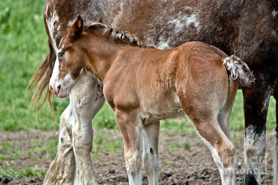 Draft Foal Photograph by Cheryl Baxter