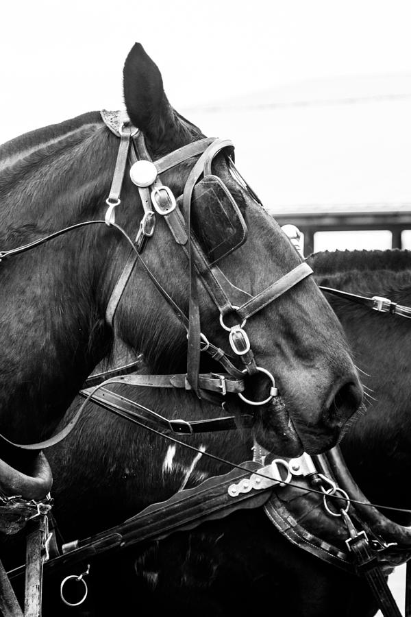 Draft Horse Black and White Equine Photograph by Christina Borders ...