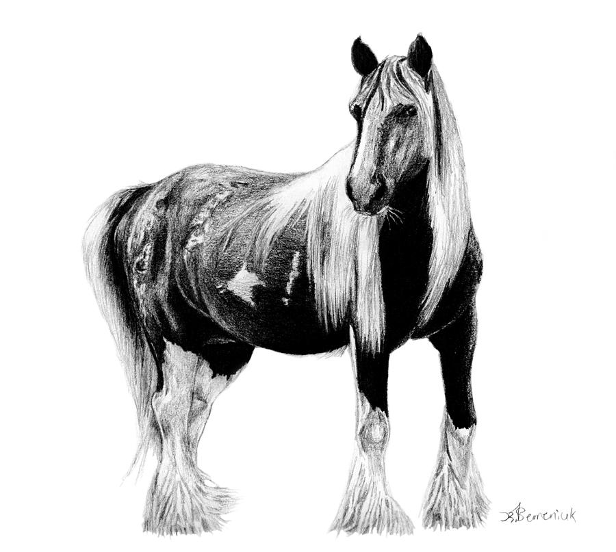 Draft Horse Drawing by Kayleigh Semeniuk