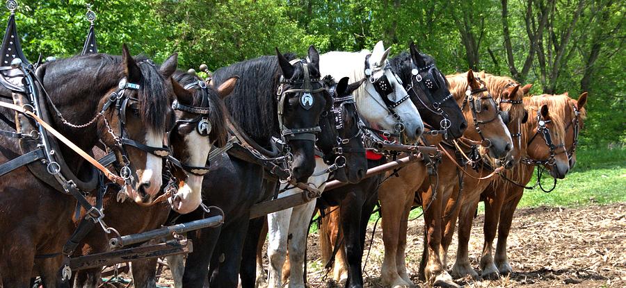 Draft Horses All In A Row Photograph by Valerie Kirkwood