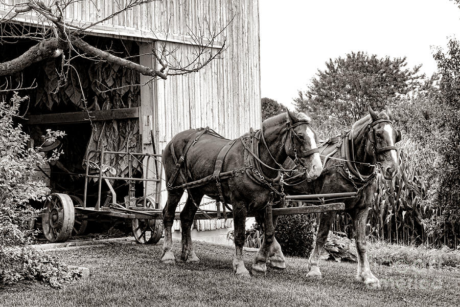 Horse Photograph - Draft Horses at Work by Olivier Le Queinec