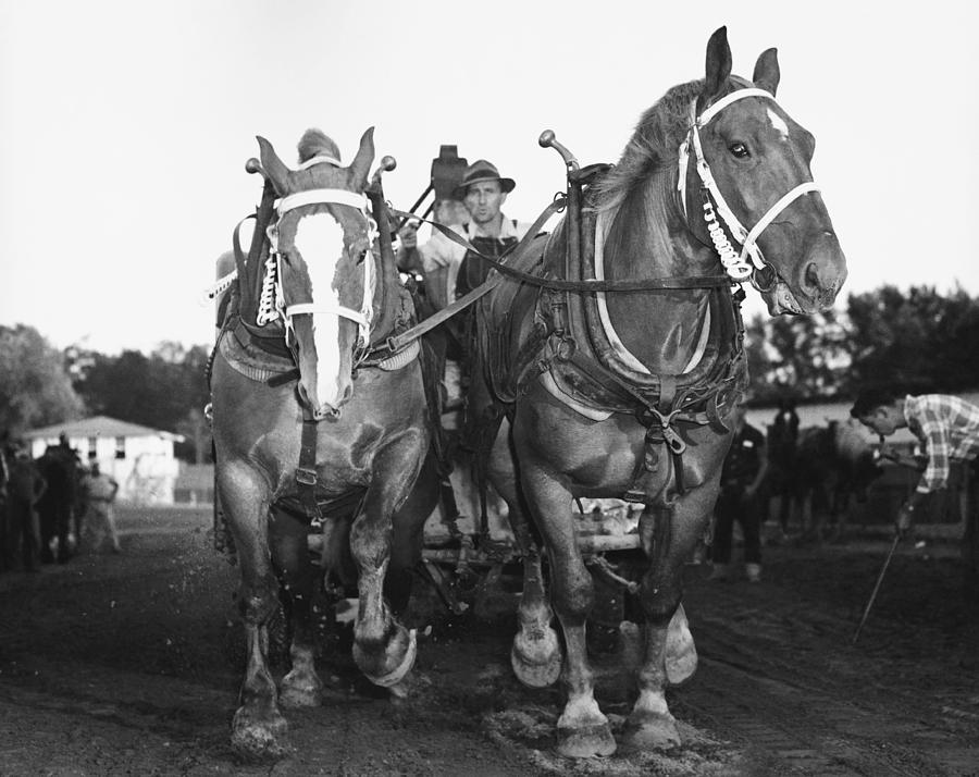 Draft Horses Photograph by M.e. Warren