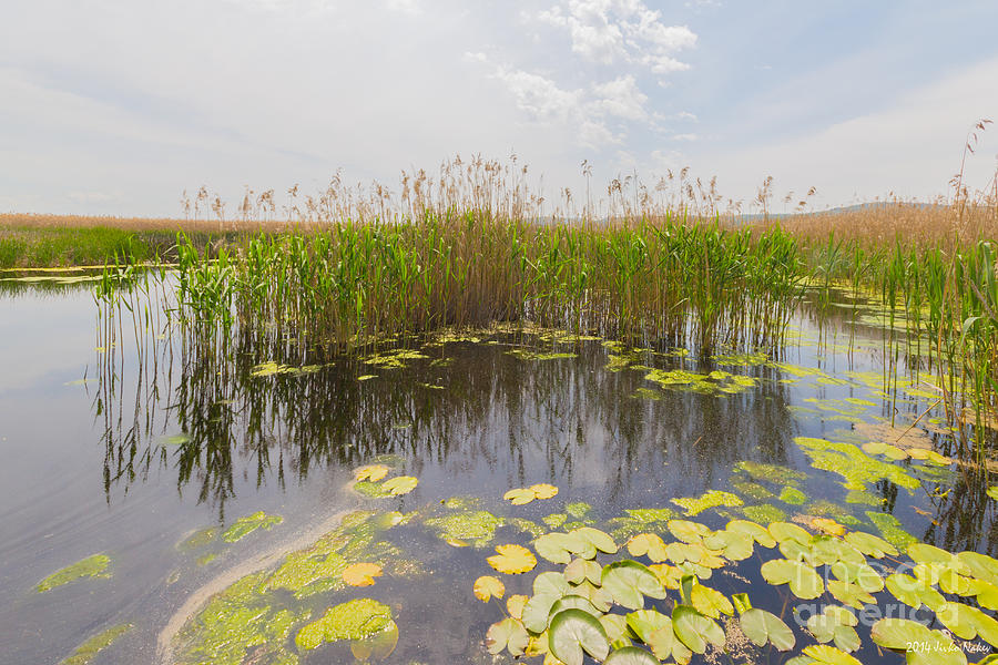 Dragoman marsh Photograph by Jivko Nakev