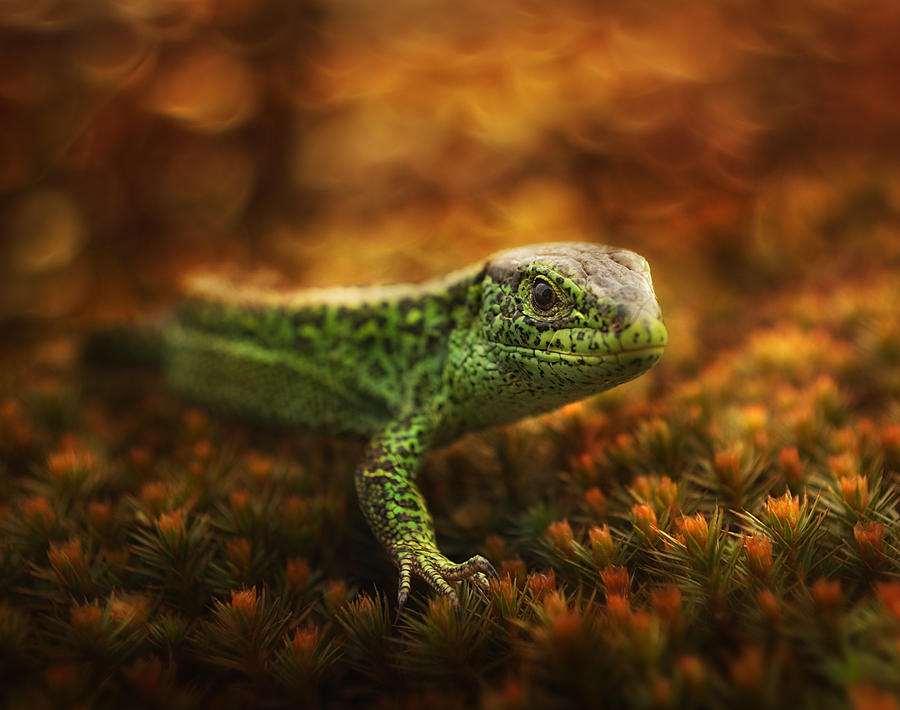 Dragon Photograph - Dragon 12 by Arkadiusz Makowski