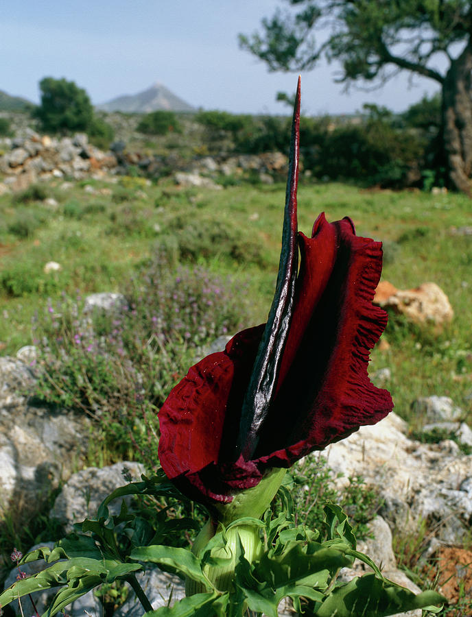 Dragon Arum Photograph by Paul Harcourt Davies/science Photo Library