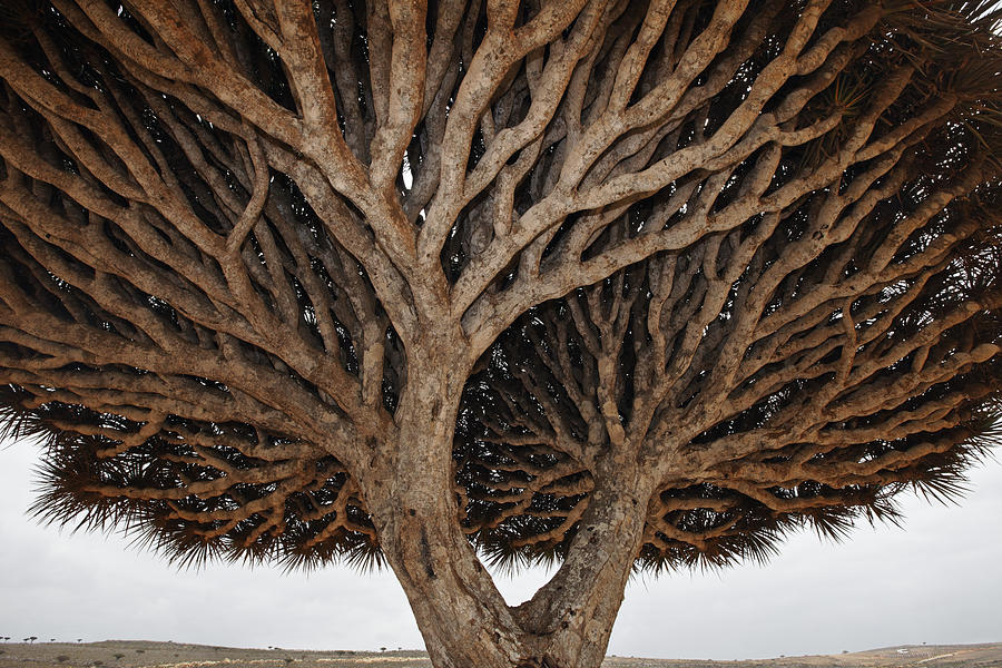 Dragon-blood Tree Socotra Yemen Photograph by Mark Moffett