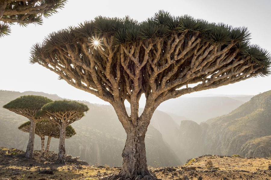 Dragon Blood Trees On Socotra Island Photograph by John Lund