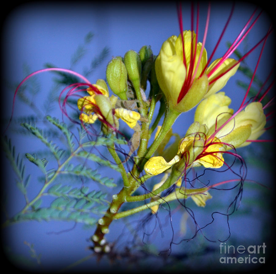 Dragon Breath Photograph by Colene Milligan - Fine Art America dragon breath near me uk