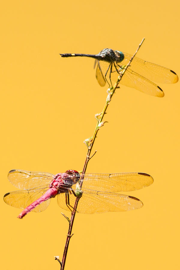 Dragon Flies Costa Rica Photograph by Natural Focal Point Photography
