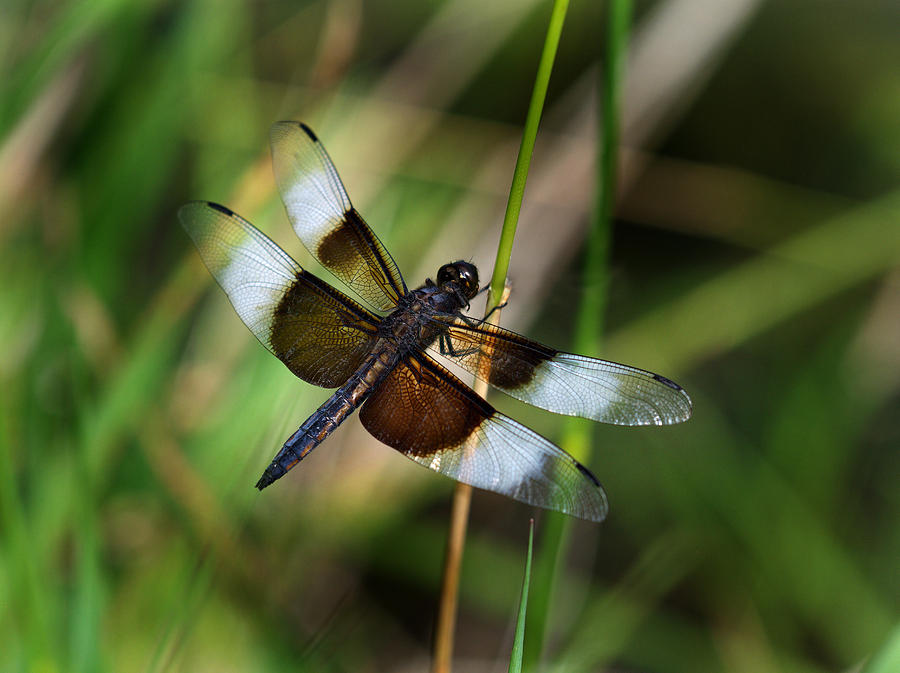Dragon Fly #1 Photograph by Jamieson Brown