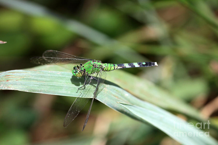 Dragon Fly Photograph - Dragon fly 2 by Dwight Cook