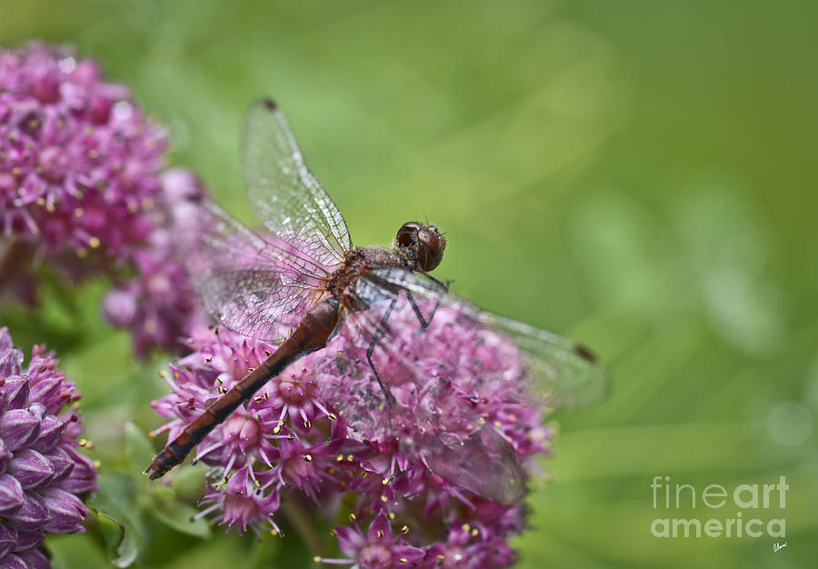 Dragon Fly Photograph by Alana Ranney