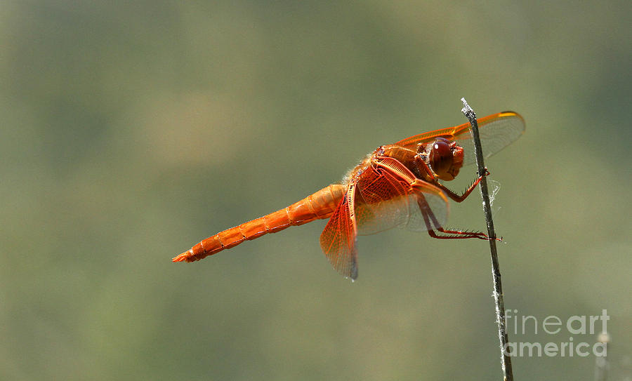 Dragon Fly Photograph by Butch Lombardi
