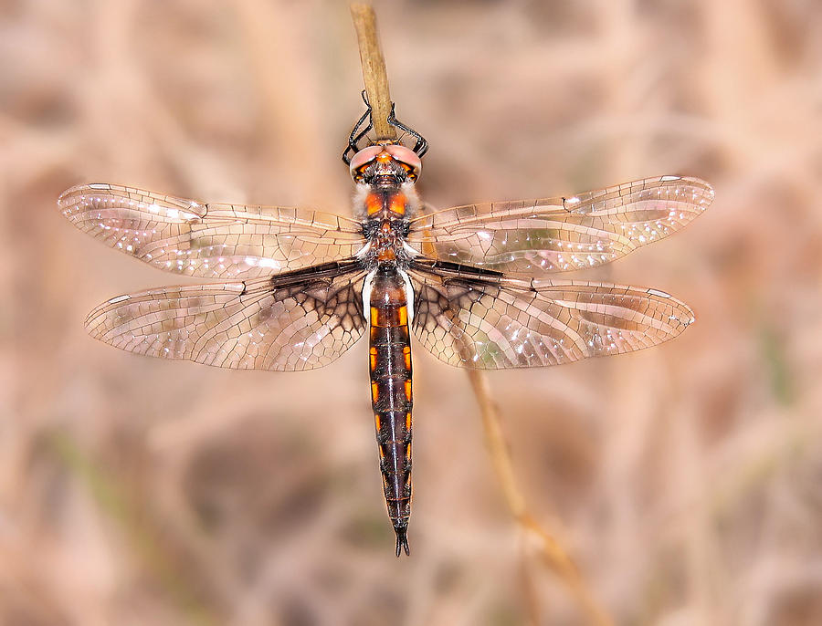 Insects Photograph - Dragon Fly by David and Carol Kelly
