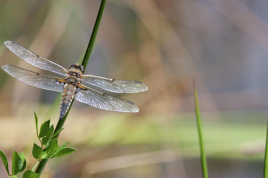 Dragon Fly In The Marsh Photograph by Allen Donikowski