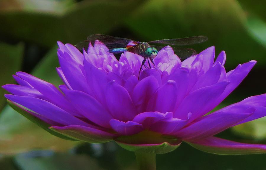 Dragon Fly Lily Photograph by Vijay Sharon Govender