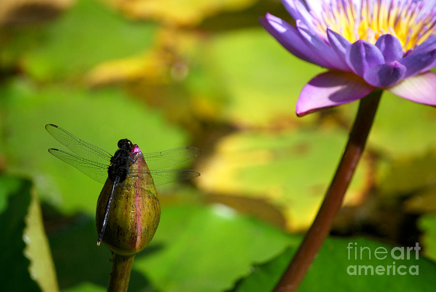 Dragon Fly on Bud and Water Lily Horizontal Number One Photograph by Heather Kirk