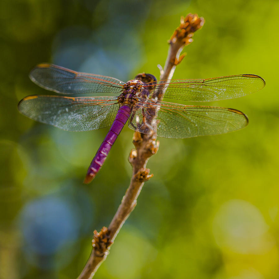 Dragon Fly or not Photograph by Scott Campbell
