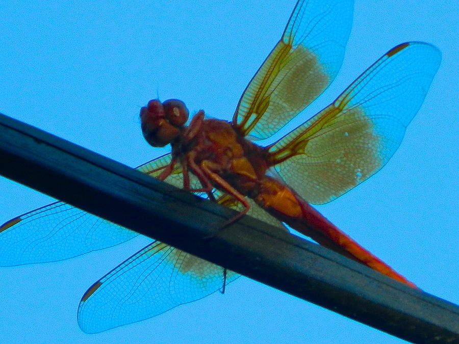 Dragon Fly Photograph by Ronald Walker
