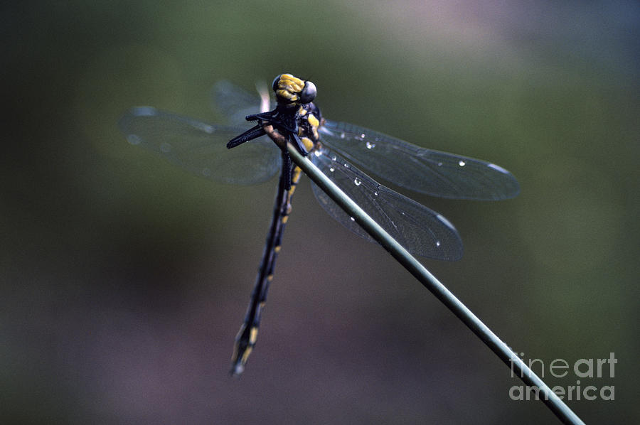 Dragon Fly with Dew Photograph by Jim Corwin