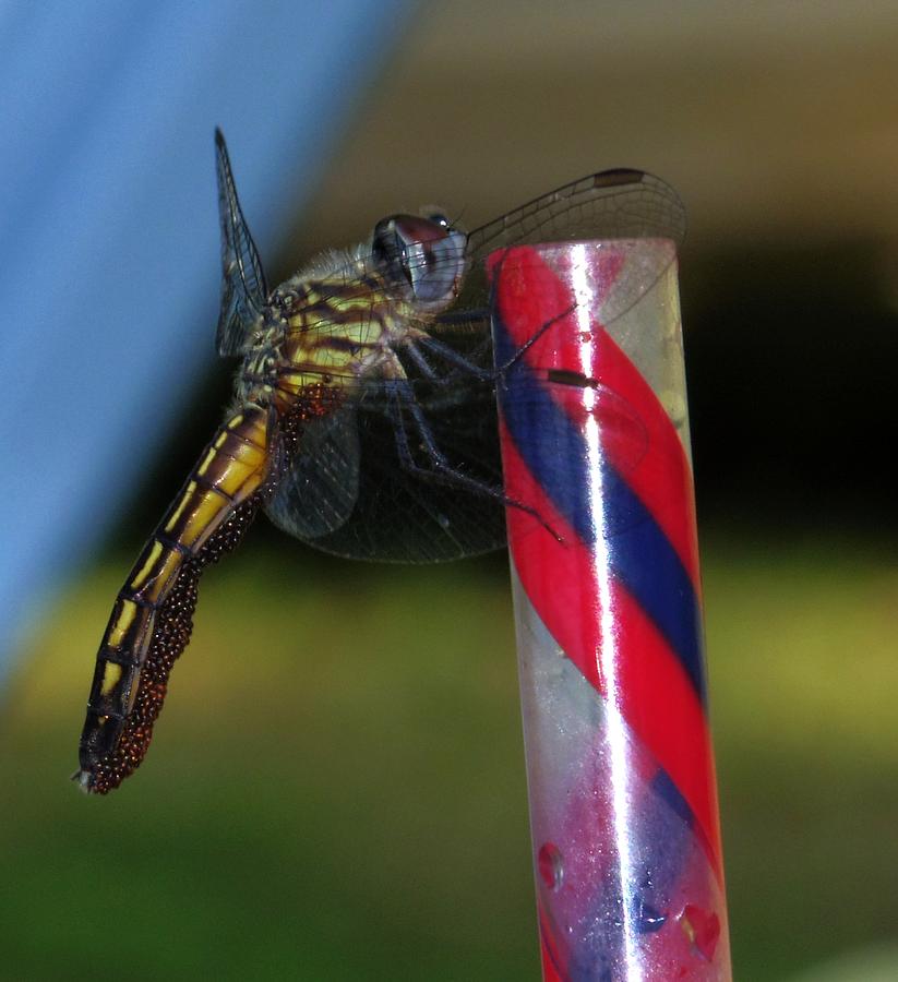 Dragon Fly with Eggs - 1 Photograph by Robert Morin