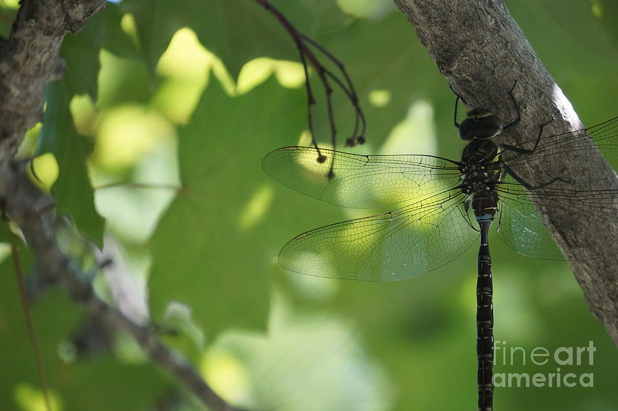 Dragonfly Photograph by Zori Minkova