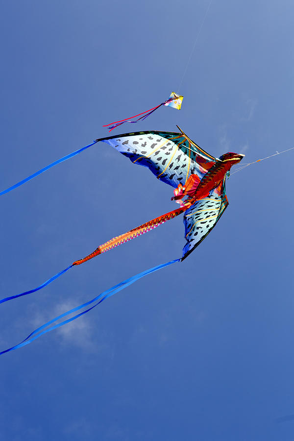 Dragon Photograph - Dragon Kite 1 by Her Arts Desire