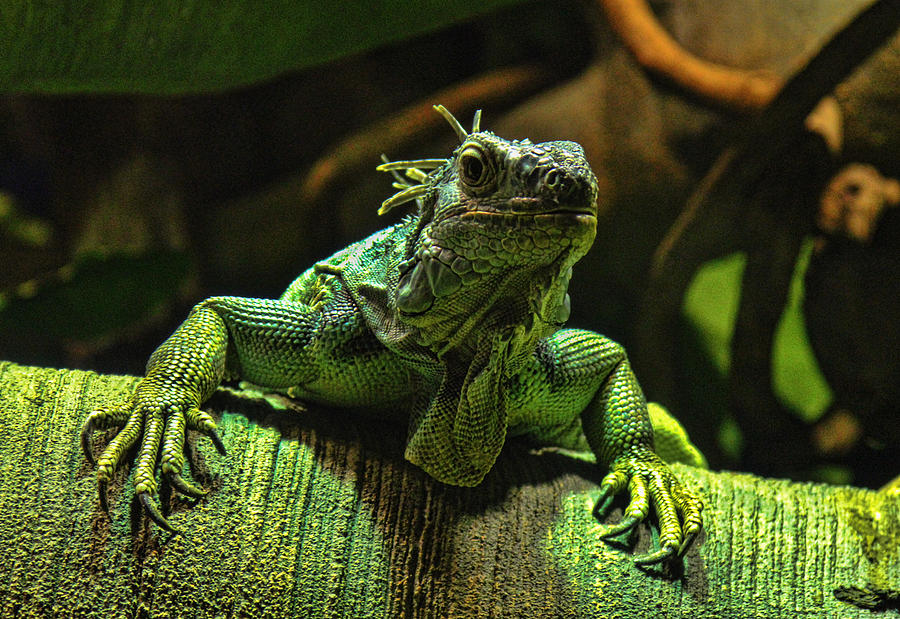 Dragon Lizard Photograph by Tony Grider