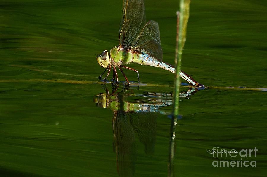 Dragon On The Water 4 Photograph by Steven Clipperton