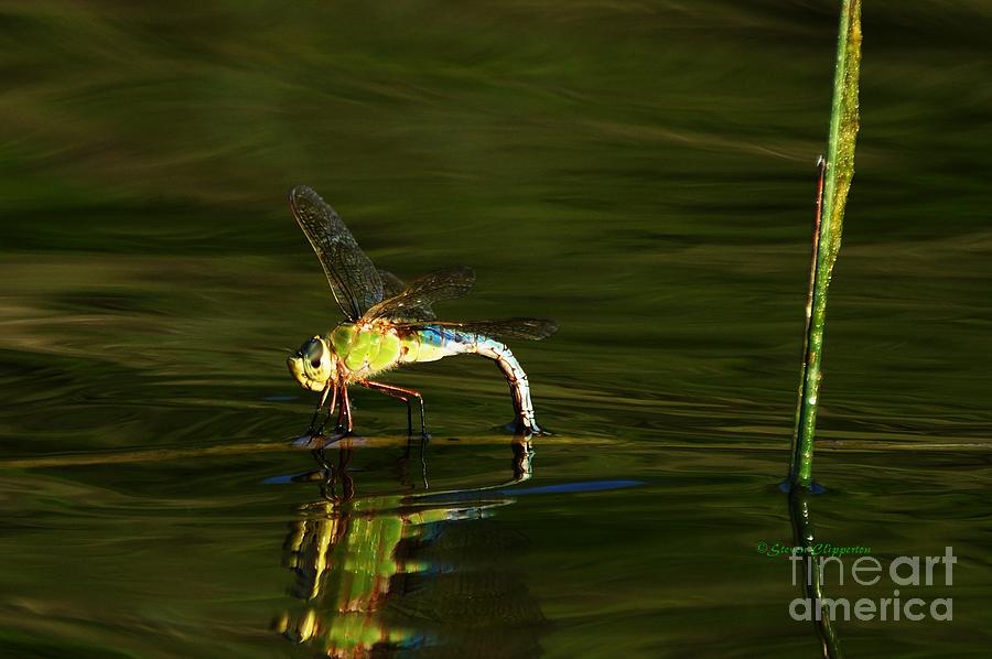 Dragon On The Water Photograph by Steven Clipperton