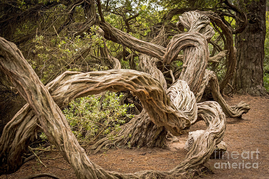 Dragon Tree Photograph by Kate Brown