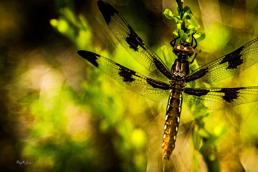 Insects Photograph - Dragonfly - Dragon Waiting by Barry Jones