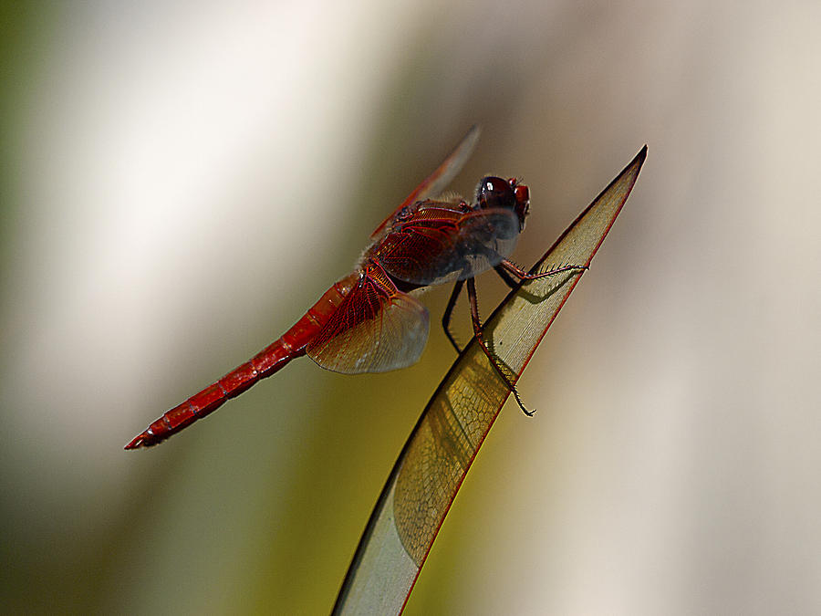Insects Photograph - Dragonacious by Joe Schofield