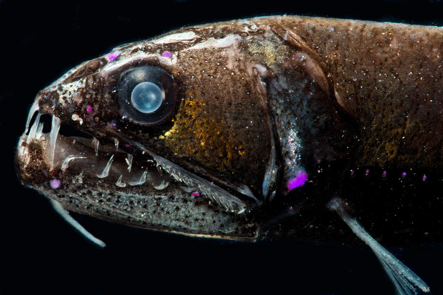 Dragonfish Astronesthes Macropogon Photograph by Dant Fenolio
