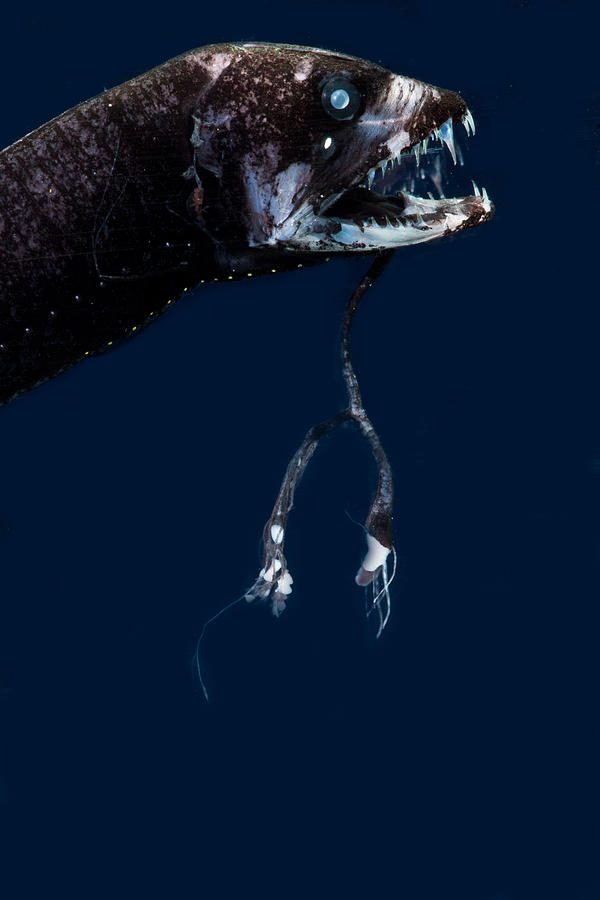 Dragonfish Eustomias Fissibarbis Photograph by Dant Fenolio