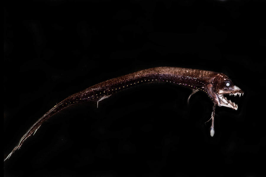 Dragonfish Eustomias Triramis Photograph by Dant Fenolio
