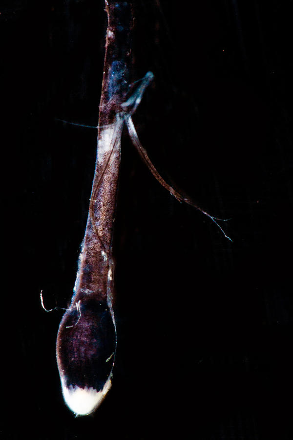 Dragonfish Eustomias Triramis Lure Photograph by Dant Fenolio