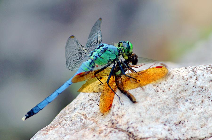 Insects Photograph - Dragonflies by Cynthia Guinn