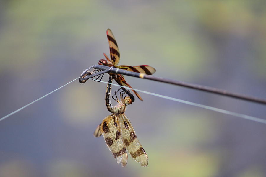 Dragonflies Photograph by Jewels Hamrick