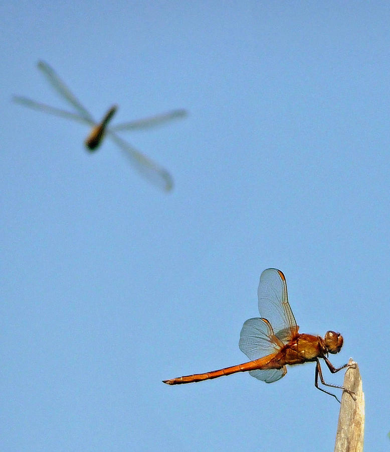 Dragonflies Photograph by Jim Whalen