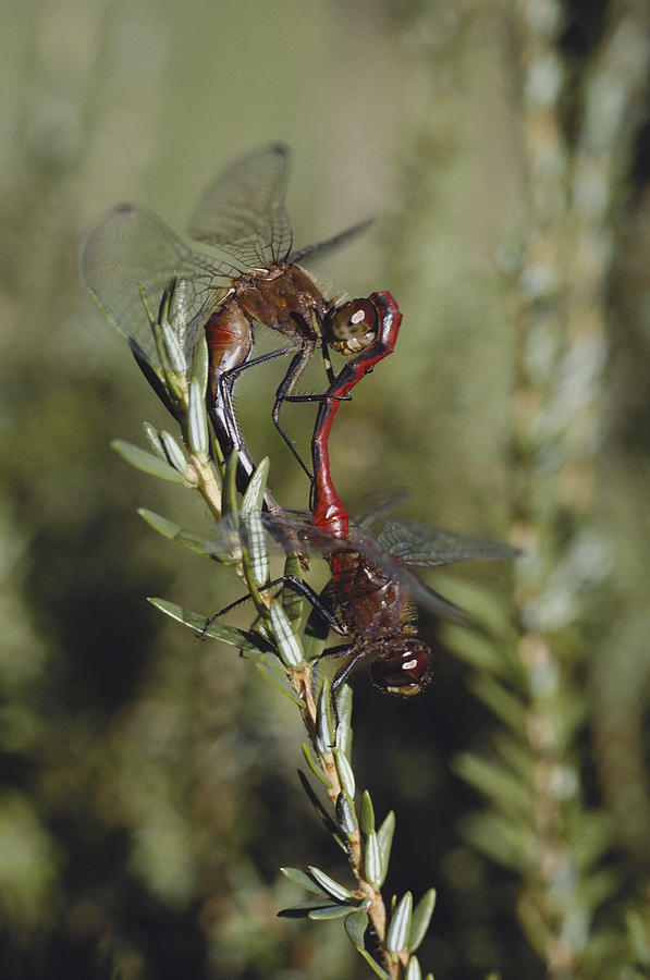 Dragonflies Mating Photograph by John W. Bova