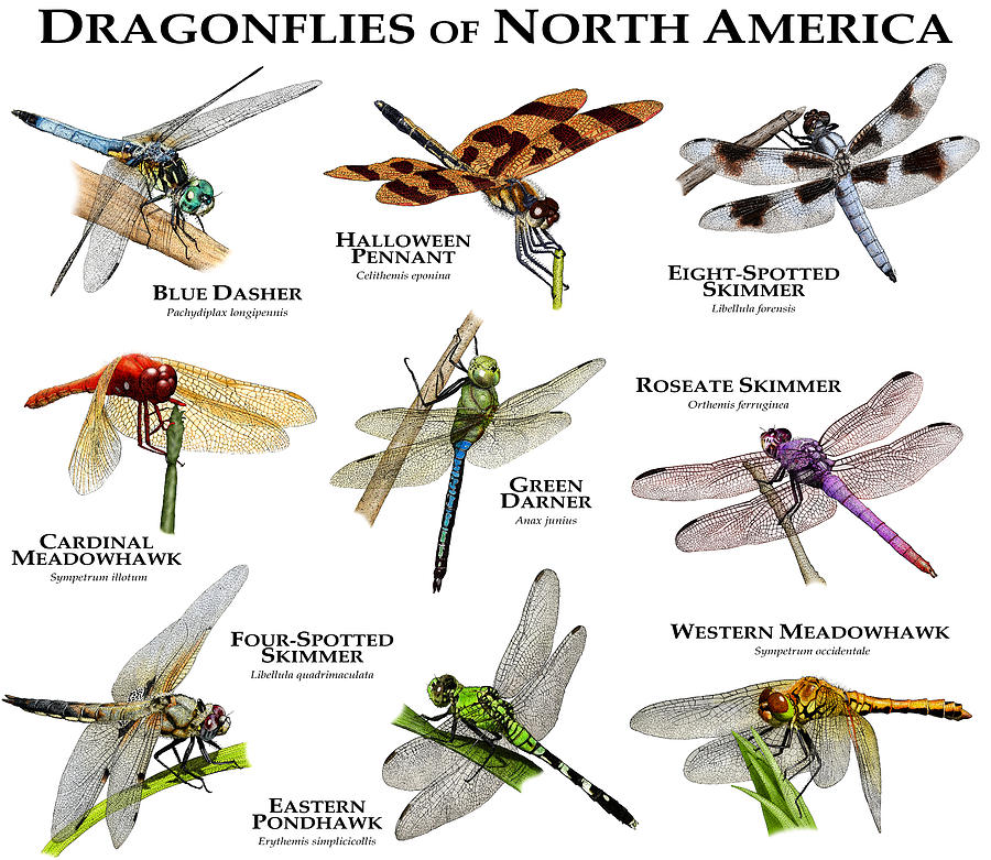 Dragonflies Of North America Photograph by Roger Hall