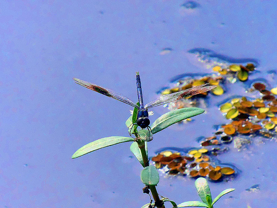 Dragonfly 000 Photograph by Christopher Mercer