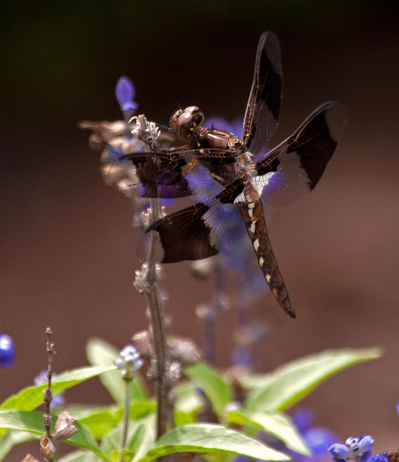 Dragonfly 1 Photograph
