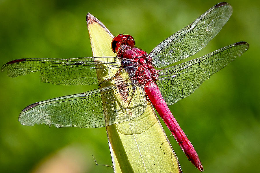 Nature Photograph - Dragonfly-1 by Fabio Giannini